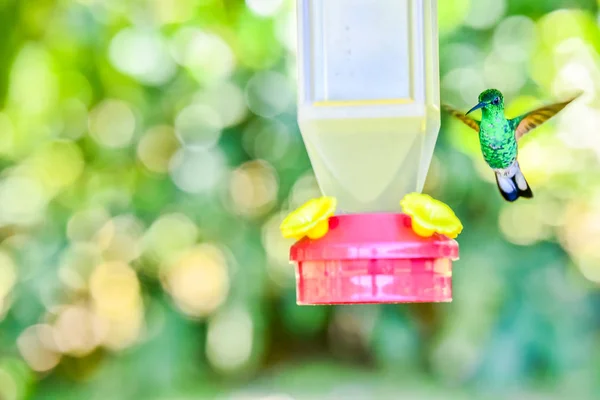 Kaunis Kolibri Hämmästyttäviä Värejä — kuvapankkivalokuva