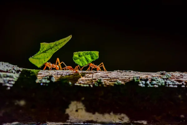 Les Fourmis Portent Des Feuilles — Photo