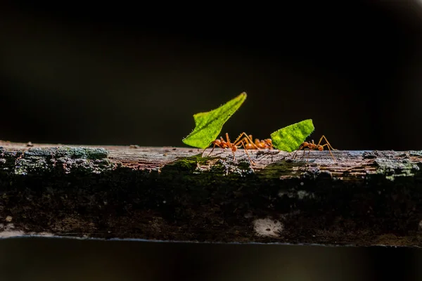 蚂蚁带着树叶 — 图库照片