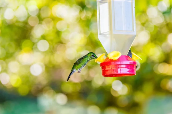 Schöner Kolibri Mit Erstaunlichen Farben — Stockfoto