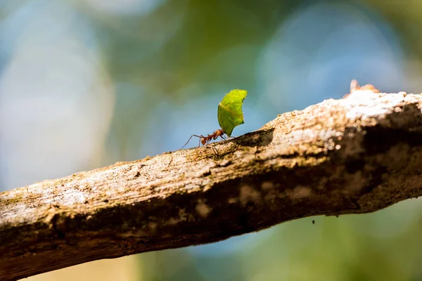 Ant Uitvoering Bladeren — Stockfoto