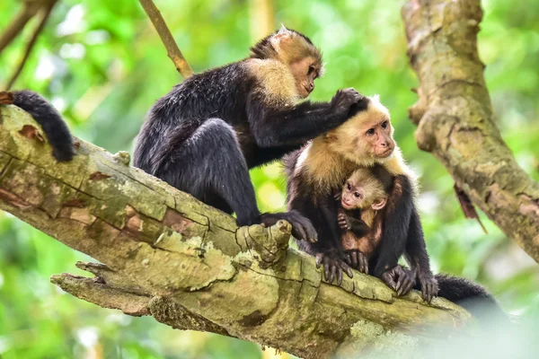 Capuchin Monkeys on branch of tree - animals in wilderness