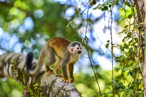 Małpa Wiewiórki Gałęzi Drzewa Zwierząt Puszczy — Zdjęcie stockowe