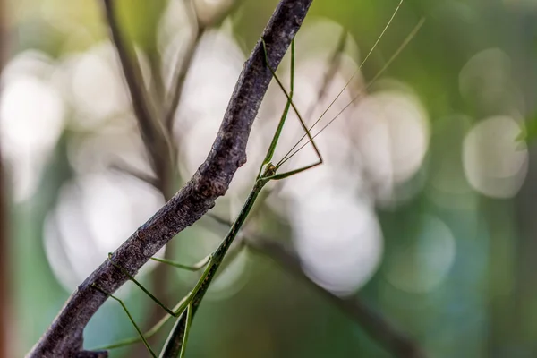 螳螂动物在自然界中 关闭视图 — 图库照片