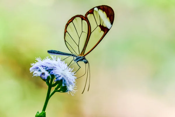 Pillangó Virág Természetben — Stock Fotó