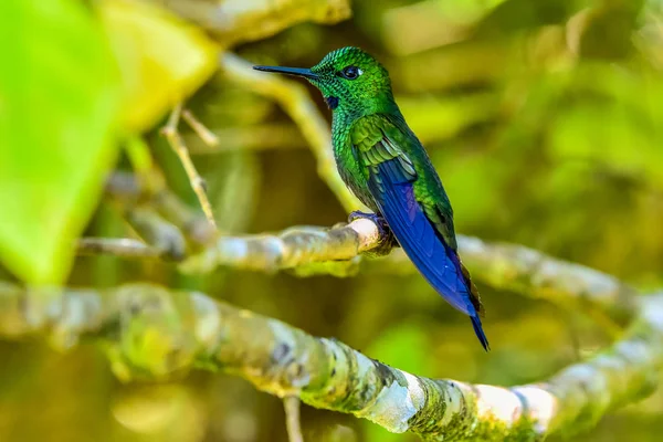 Koliberek Niesamowitych Kolorów — Zdjęcie stockowe