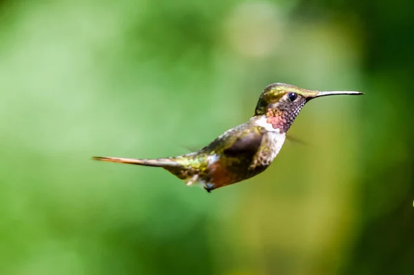 Schöner Kolibri Mit Erstaunlichen Farben — Stockfoto