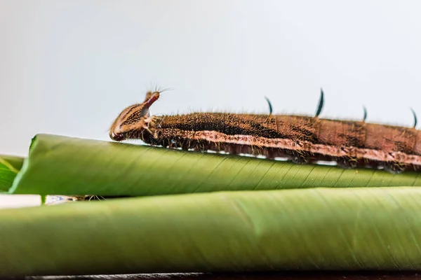 Oruga Hoja Vista Cerca — Foto de Stock