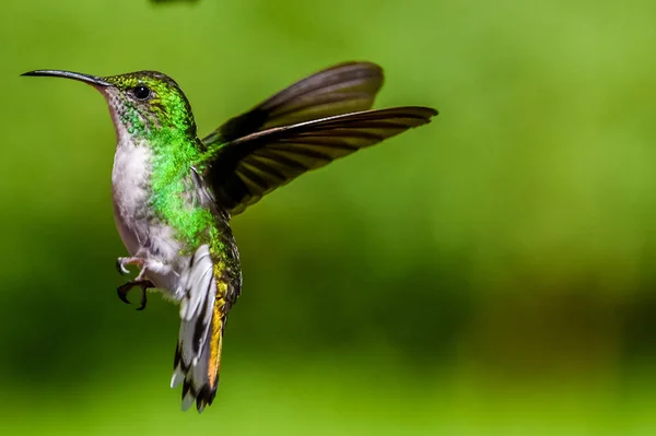 Schöner Kolibri Mit Erstaunlichen Farben — Stockfoto