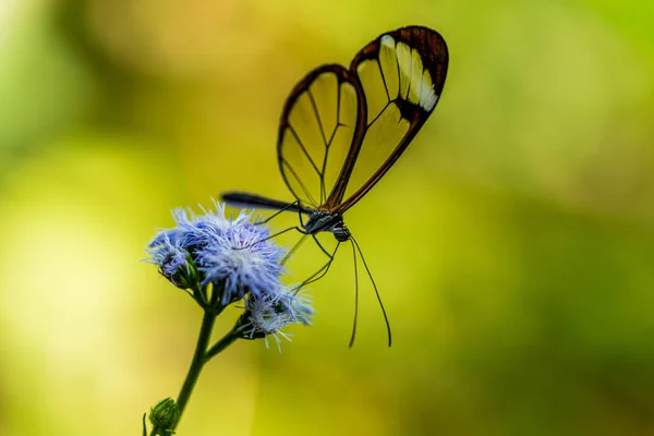 Papillon Dans Nature Sur Fleur — Photo