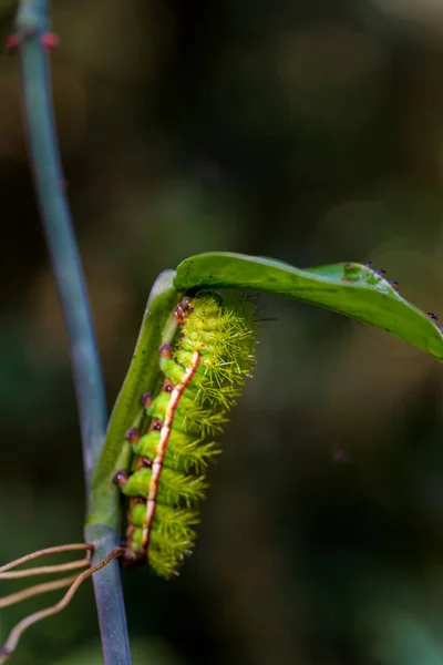 Close Van Caterpillar Blad — Stockfoto