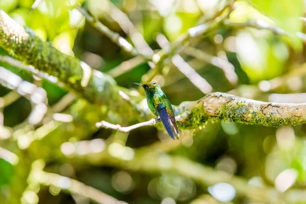 Schöner Kolibri Mit Erstaunlichen Farben — Stockfoto