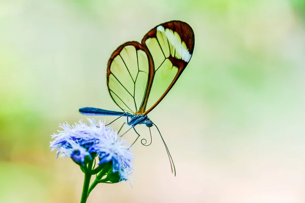 Butterfly Nature Flower — Stock Photo, Image