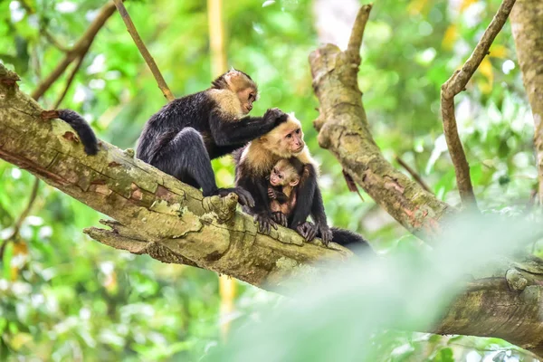 Kapucynów Małpy Gałęzi Drzewa Zwierząt Puszczy — Zdjęcie stockowe