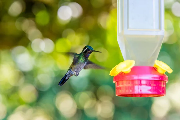 Schöner Kolibri Mit Erstaunlichen Farben — Stockfoto