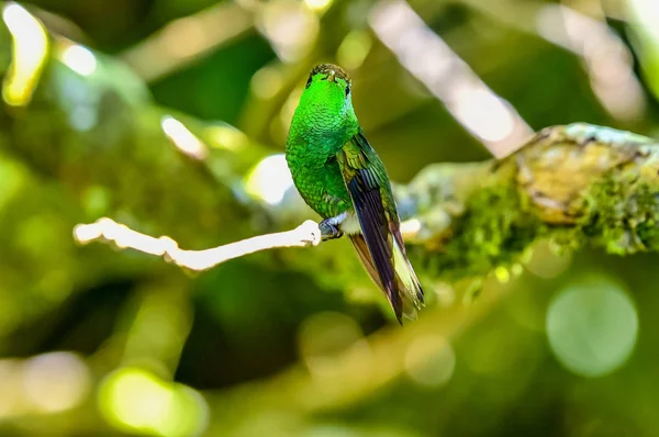 Schöner Kolibri Mit Erstaunlichen Farben — Stockfoto