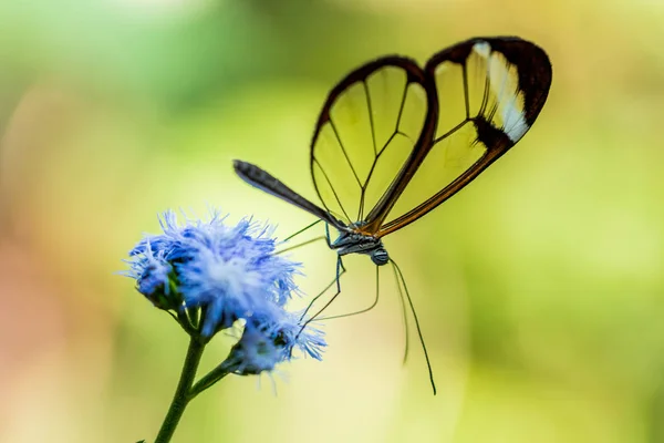 Butterfly Nature Flower — Stock Photo, Image