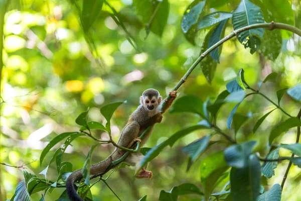 Squirrel Monkey Branch Tree Animals Wilderness — стоковое фото