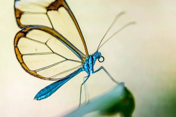 Butterfly Nature Flower — Stock Photo, Image