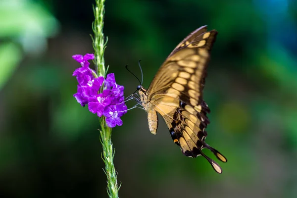 Butterfly Nature Flower — Stock Photo, Image