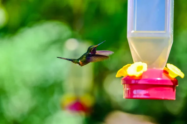 Bela Beija Flor Com Cores Incríveis — Fotografia de Stock