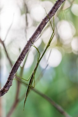 Mantis hayvan doğa görünümü kapatın