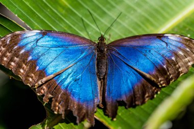 Doğa çiçek kelebek