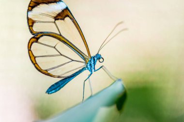 Doğa çiçek kelebek