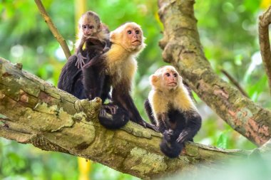 Capuchin maymunlar - ağacının dalını vahşi hayvanlarda