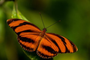 Doğa çiçek kelebek