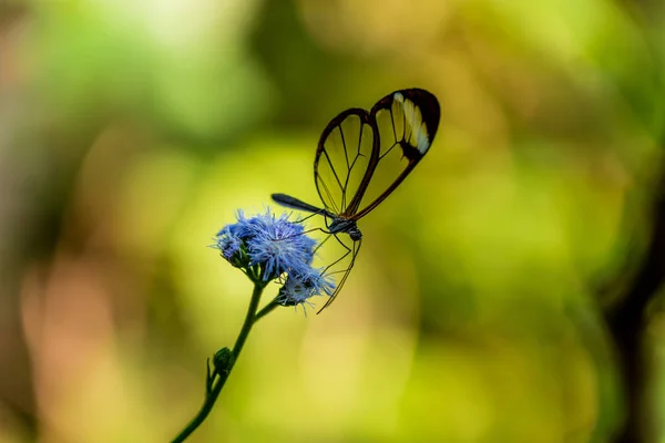 Papillon Dans Nature Sur Fleur — Photo