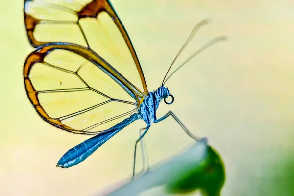 Borboleta Natureza Flor — Fotografia de Stock