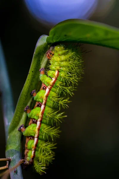 Oruga Hoja Vista Cerca — Foto de Stock