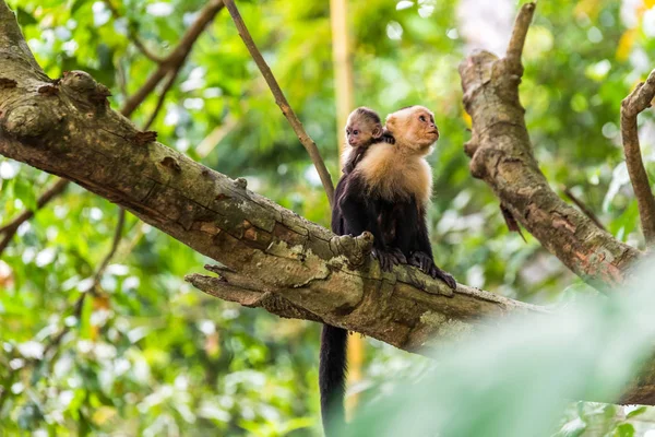 Kapucynów Małpy Gałęzi Drzewa Zwierząt Puszczy — Zdjęcie stockowe
