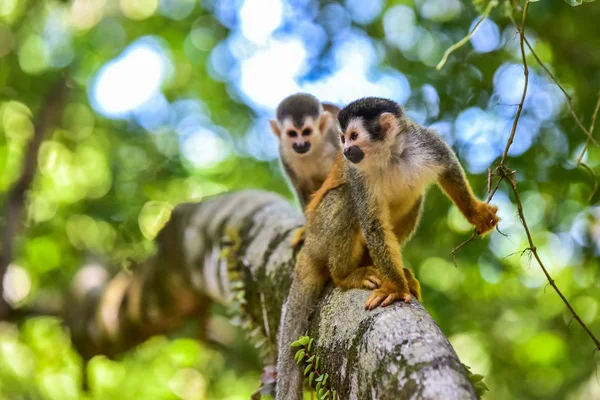 Wiewiórki Małpy Gałęzi Drzewa Zwierząt Puszczy — Zdjęcie stockowe