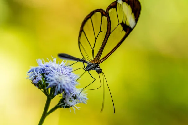 蝴蝶在大自然中的花朵 — 图库照片