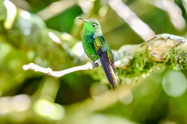 Krásný Kolibřík Úžasnými Barvami — Stock fotografie