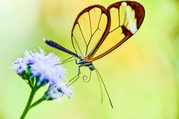 Butterfly Nature Flower — Stock Photo, Image