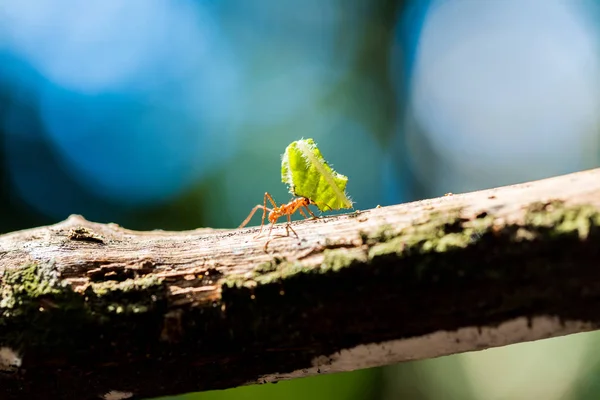 蚂蚁携带树叶 — 图库照片