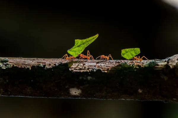 Ameisen Tragen Blätter — Stockfoto