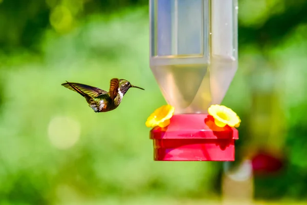 Schöner Kolibri Mit Erstaunlichen Farben — Stockfoto