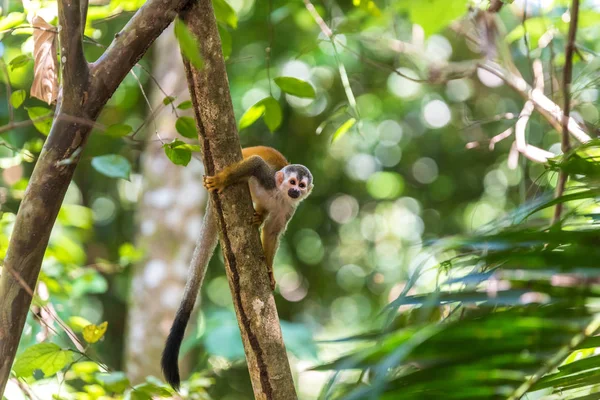Squirrel Monkey on branch of tree - animals in wilderness
