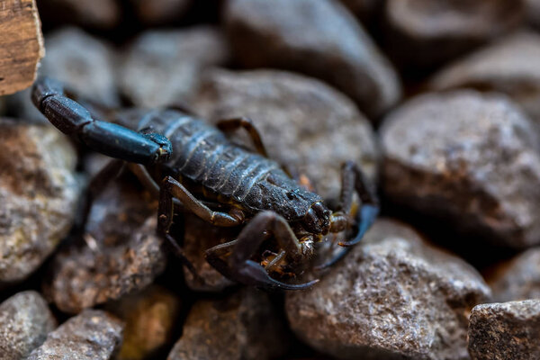 Skorpion ходить по скалам близко
