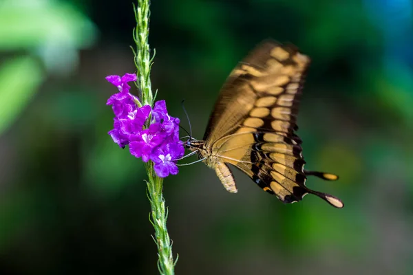 Butterfly Nature Flower — Stock Photo, Image