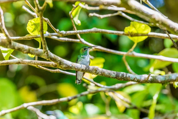 Hermoso Colibrí Con Colores Increíbles — Foto de Stock