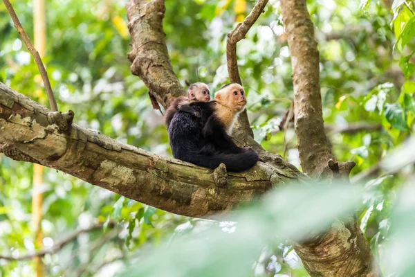 Capuchin Monkeys on branch of tree - animals in wilderness