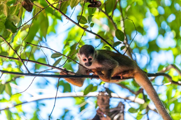 Małpa Wiewiórki Gałęzi Drzewa Zwierząt Puszczy — Zdjęcie stockowe