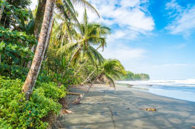 Playa Negra - siyah beach adlı Cahuita, Limon, Kosta Rika.