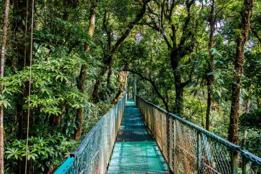 Cloudforest, Monteverde, Kosta Rika Bridge'de asılı.
