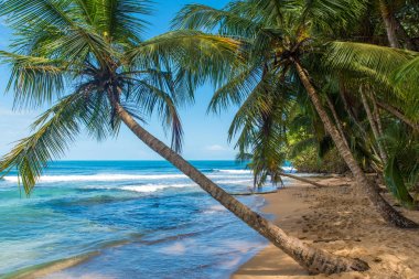 Vahşi Cennet plaj Manzanillo Park Kosta Rika